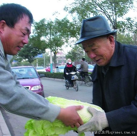 中国马铃薯产业网