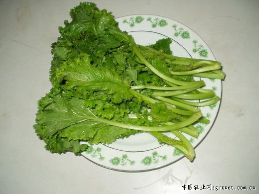 红叶生菜种植技术