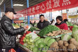北京小杂60白菜病虫害防治