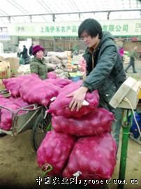 紫薯的品种