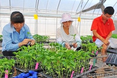 王中王豆角育种技术