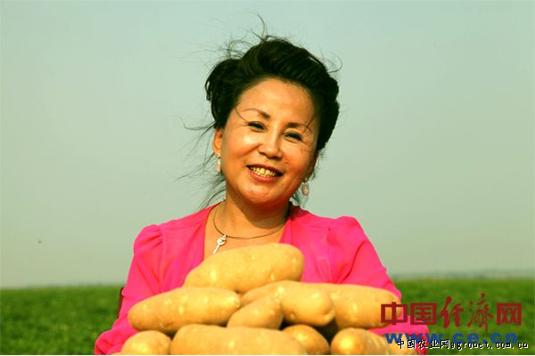 四季王白菜图片