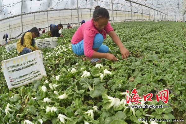 庆城实行农超对接蔬菜价格保持平稳（图）