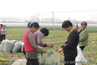 白花菜种植技术培训内容