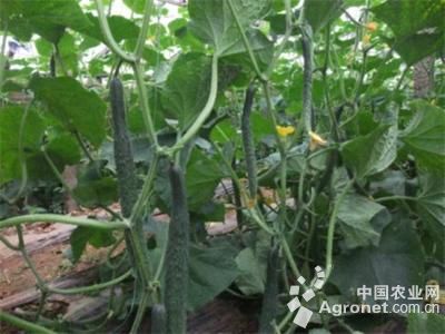 北京小杂60白菜病虫害防治