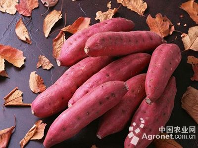 红芋种植时间和方法