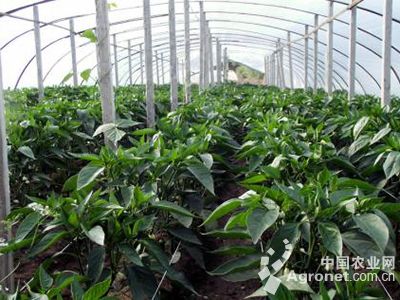 艾碧斯南瓜种植技术
