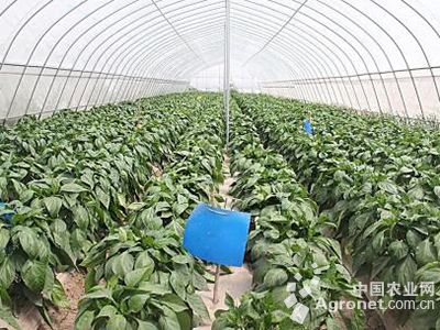 高丽128西红柿病虫害防治