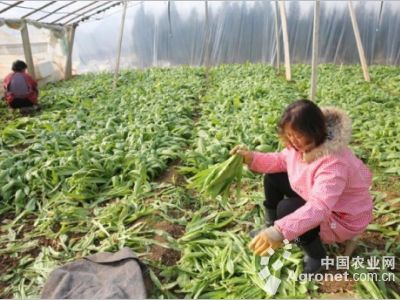 中国最大竹制品市场