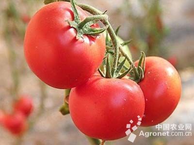 粉格格西红柿保鲜方法