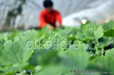 芹菜产地在中国的哪里