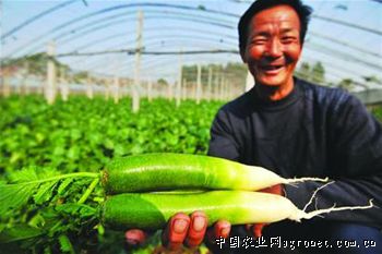 牛角王辣椒种植技术