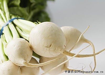 帝沃系列菠菜病虫害防治