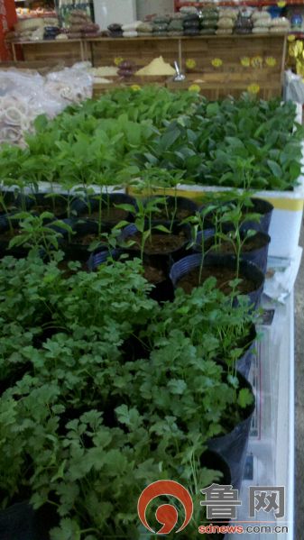 菠菜种植时间和方法