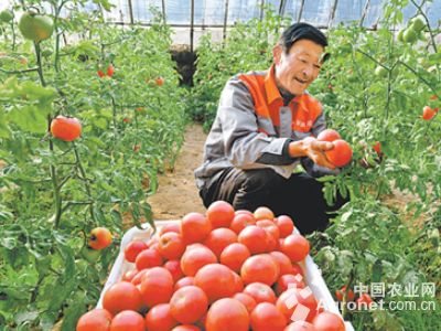 粉果番茄新闻资讯