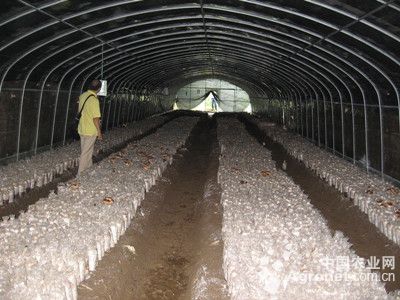 蜜薯的种植与管理