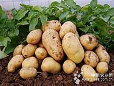 徐薯18红薯品种介绍