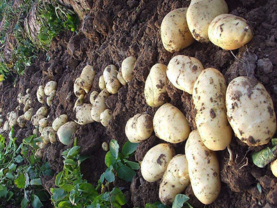 种薯种植基地