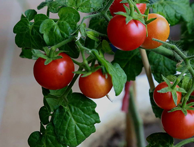 大龙茄子种植技术