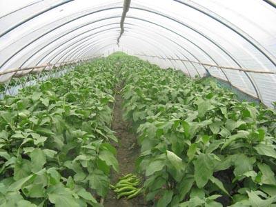 四季水芹菜种植技术