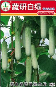 供应蔬研白绿—黄瓜种子