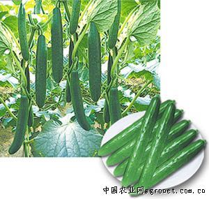 供应瑞祥太福—黄瓜种子