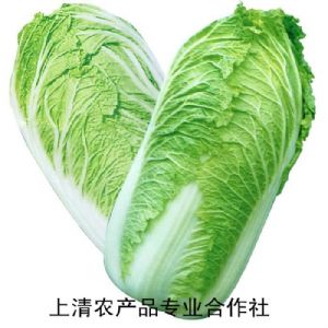 供应万亩大白菜