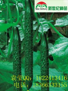 供应优质黄瓜新津11号种子种苗