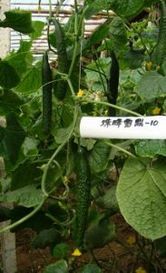 供应珠峰雪鼎SY-10（温室专用）——黄瓜种子