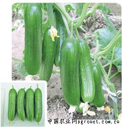 供应福娃CL-4—黄瓜种子
