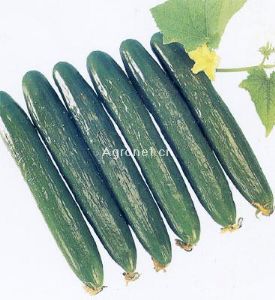 供应农青——黄瓜种子