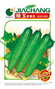 绿玉旱黄瓜——黄瓜种子