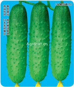 供应绿钻石-黄瓜种子
