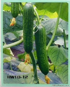 供应HW10-12——黄瓜种子