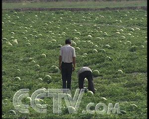 供应宁夏中卫西瓜 甜瓜 香瓜