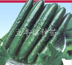 供应绿克司—黄瓜种子