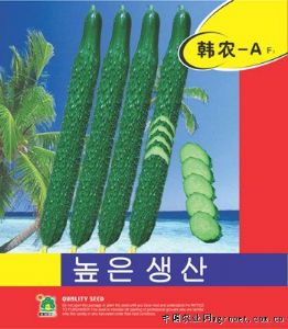 供应韩农—黄瓜种子