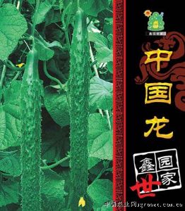 供应中国龙一号—黄瓜种子