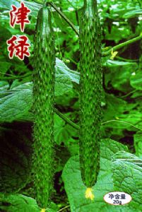 供应津绿21-10—黄瓜种子