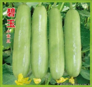 供应碧玉—黄瓜种子