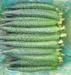 供应黄瓜—优质蔬菜