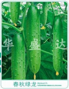 供应春秋绿龙—黄瓜种子