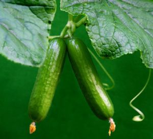 供应优质水果黄瓜—优质蔬菜
