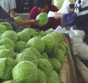 大量供应甘蓝，菜花