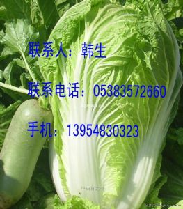 供应北京新三号大白菜