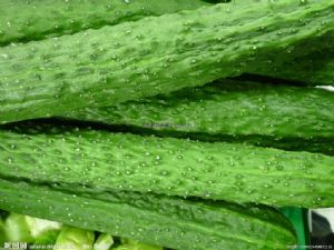 供应优质黄瓜—优质蔬菜