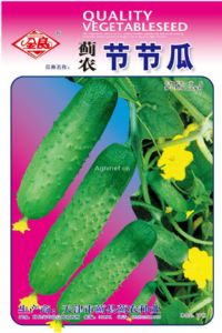 蓟农节节瓜-黄瓜种子