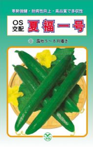 供应夏福一号F1—黄瓜种子