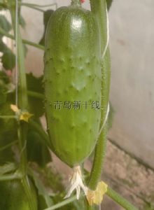 供应玉童—黄瓜种子