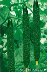 供应津萃9-99—黄瓜种子